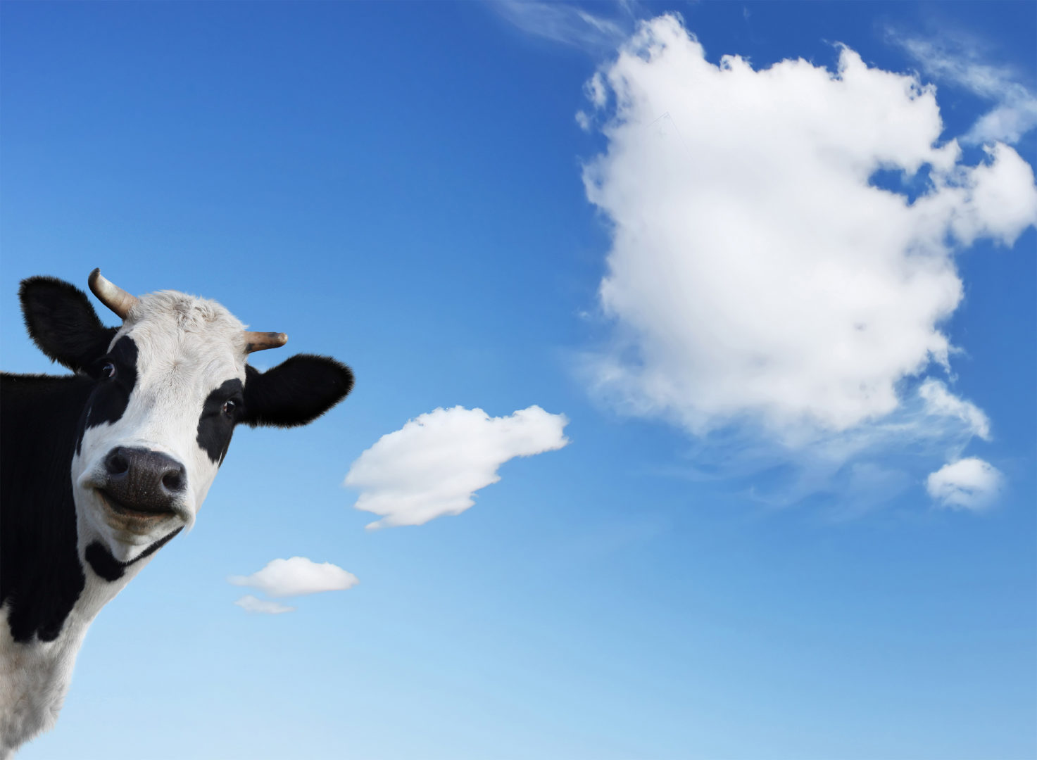 Cow peering around edge of frame with blue sky and clouds in shape of a comic book thought bubble.