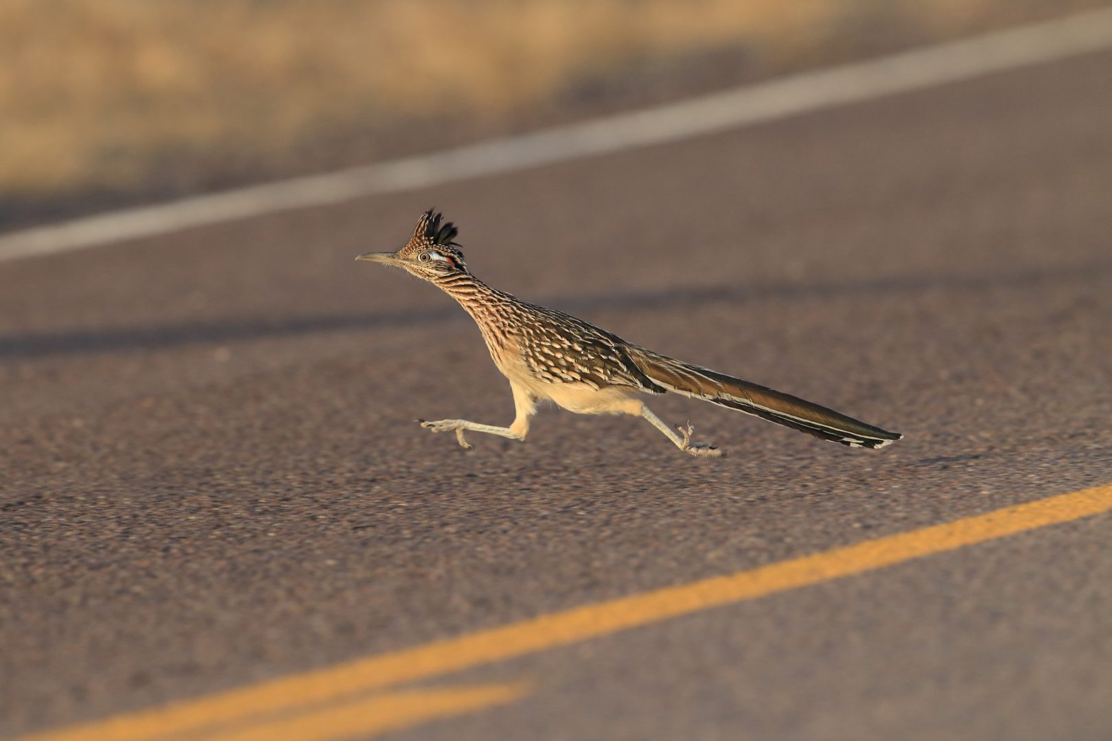 Photo of actual roadrunner running on a road showing yellow stripe in the middle