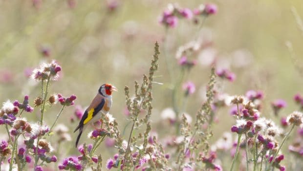 goldfinch songbird in a field of thistle in Wales