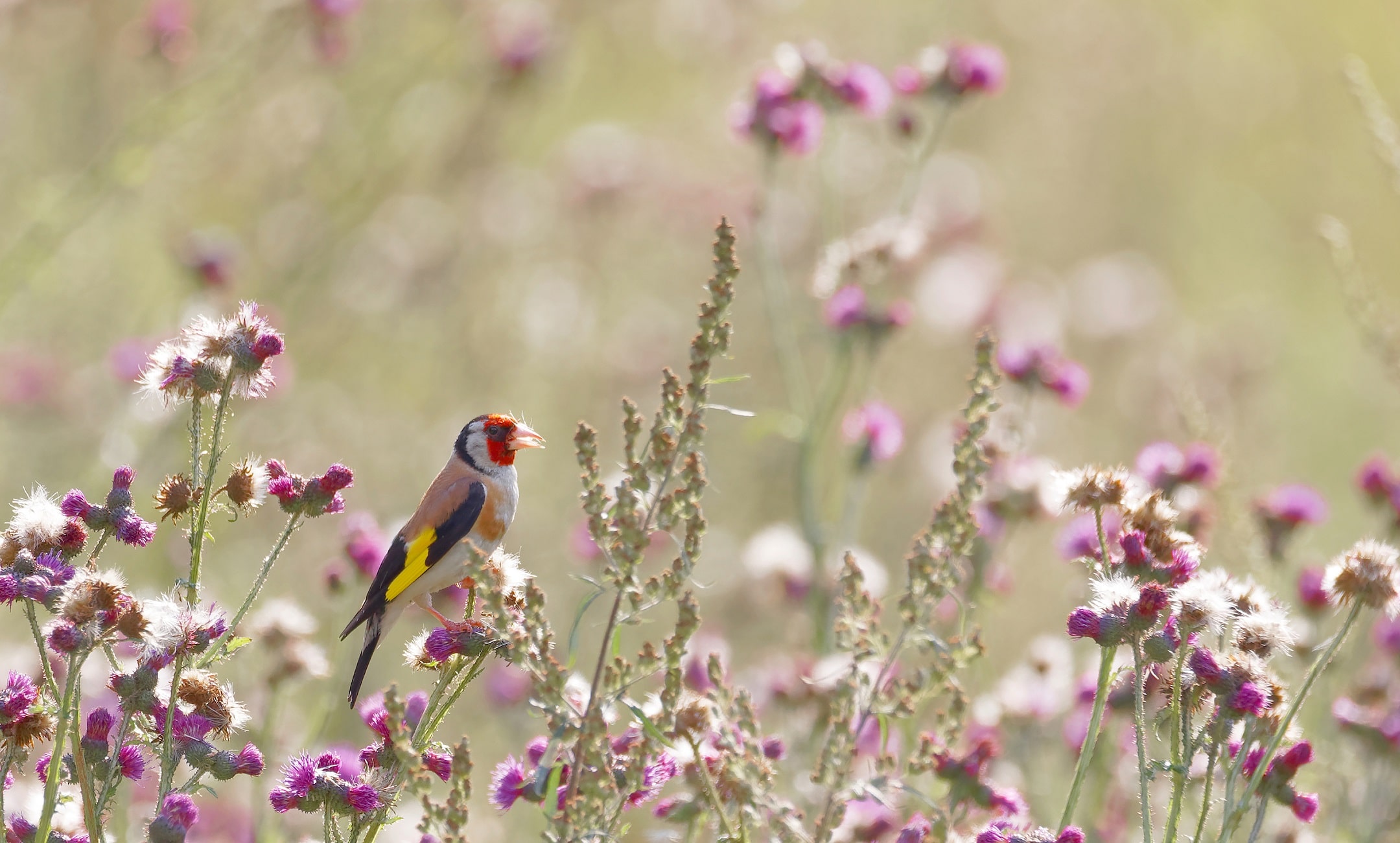 goldfinch songbird in a field of thistle in Wales